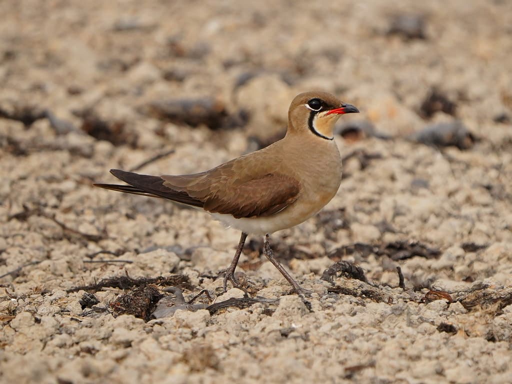 Oriental Pratincole