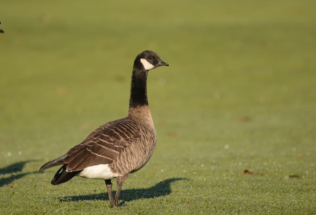 Cackling Goose