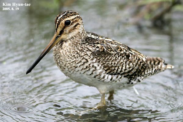 Pin-tailed Snipe