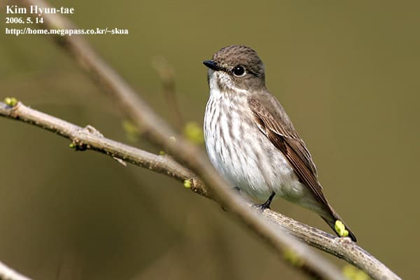 Gray-streaked Flycatcher