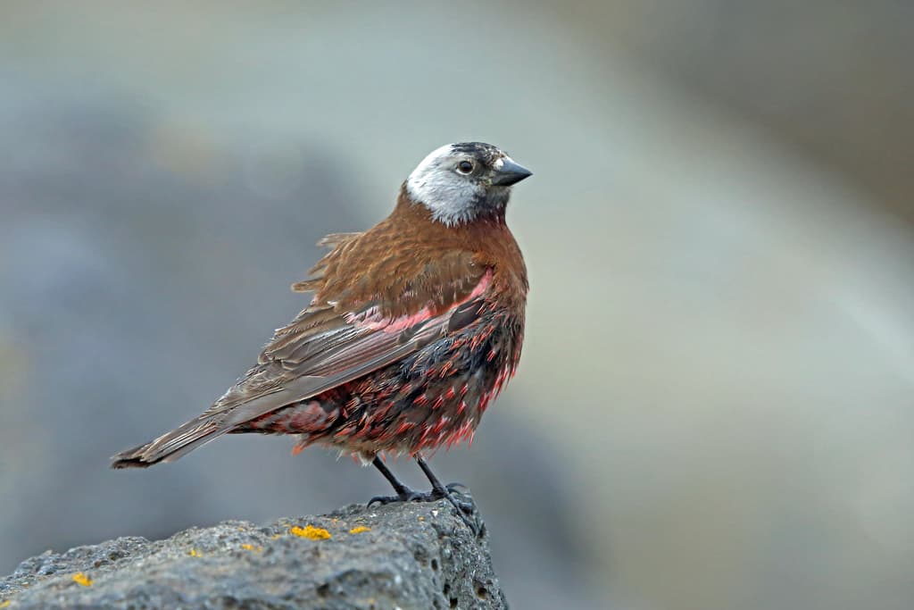 Gray-crowned Rosy-Finch