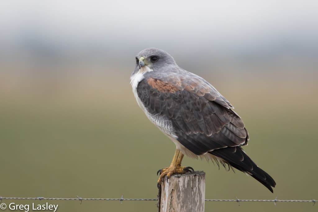 White-tailed Hawk
