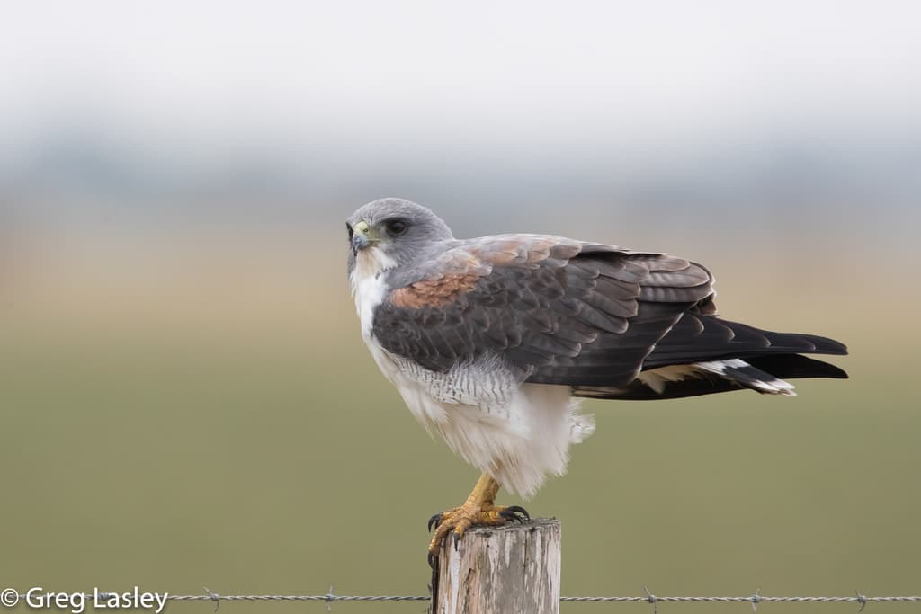 White-tailed Hawk