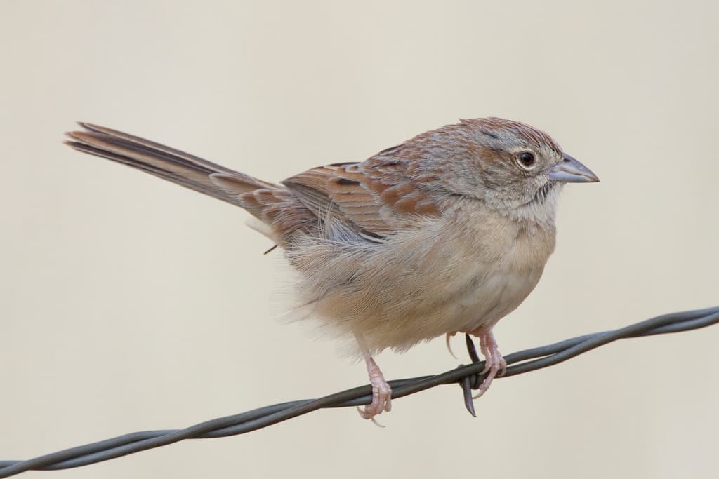 Botteri's Sparrow