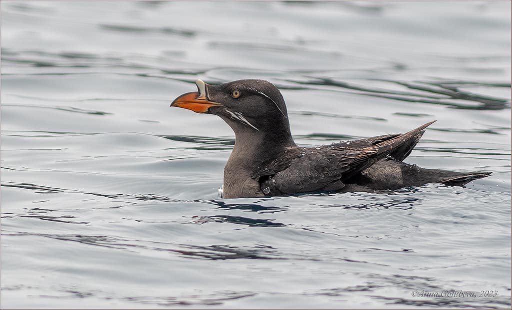 Rhinoceros Auklet