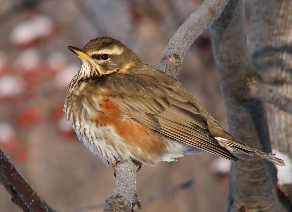 Redwing