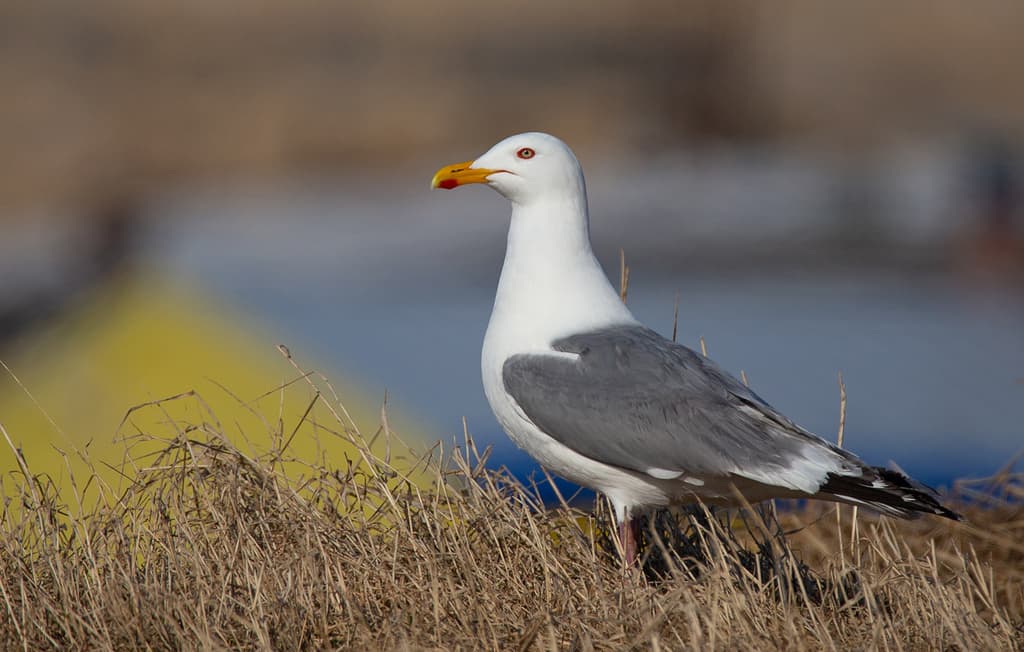 Vega Gull
