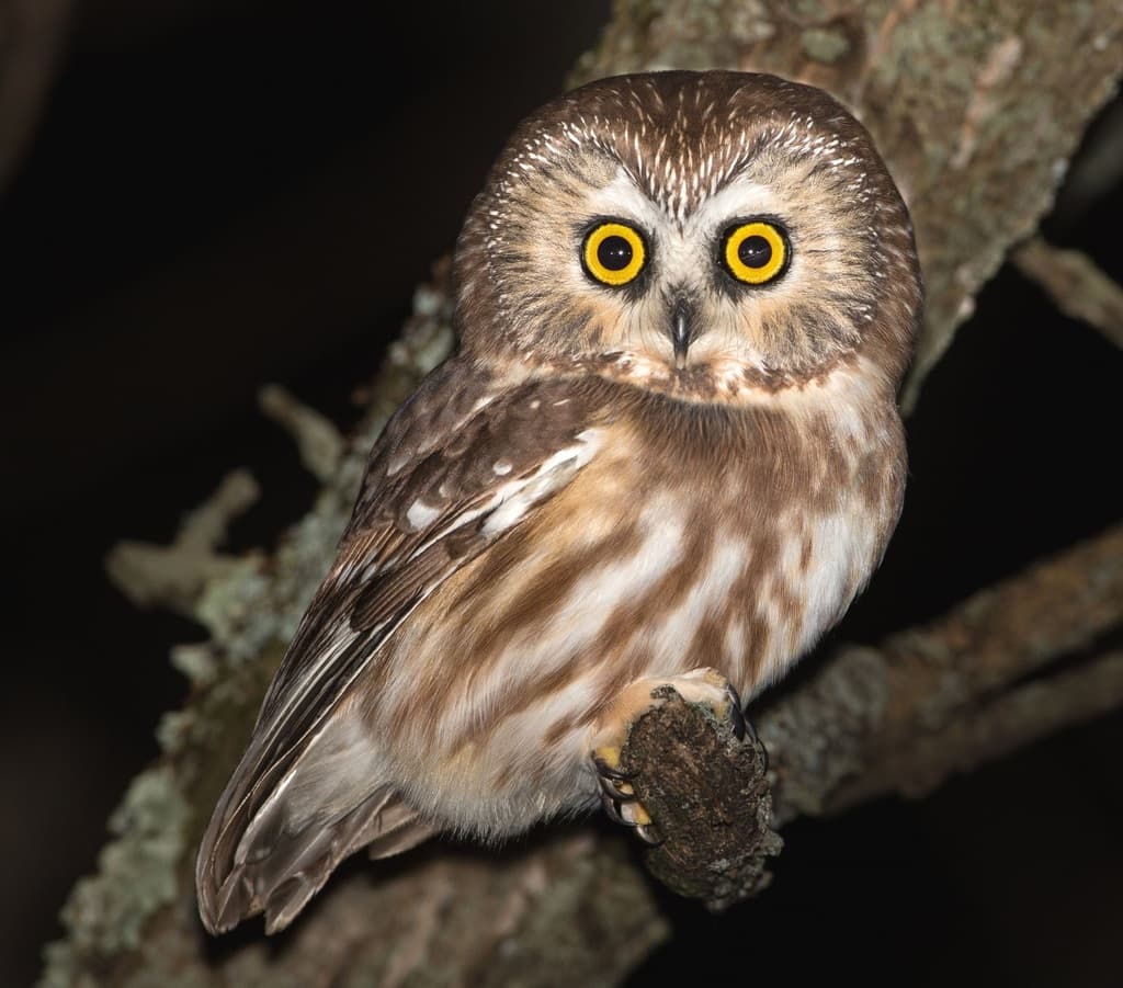 Northern Saw-whet Owl
