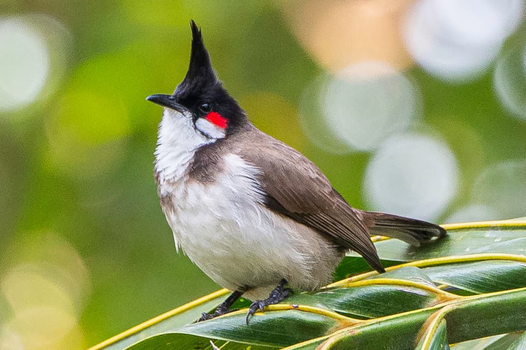 Red-whiskered Bulbul