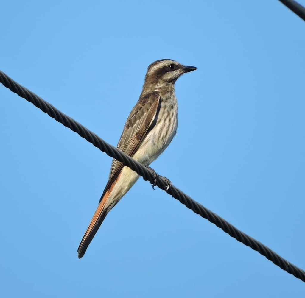 Variegated Flycatcher