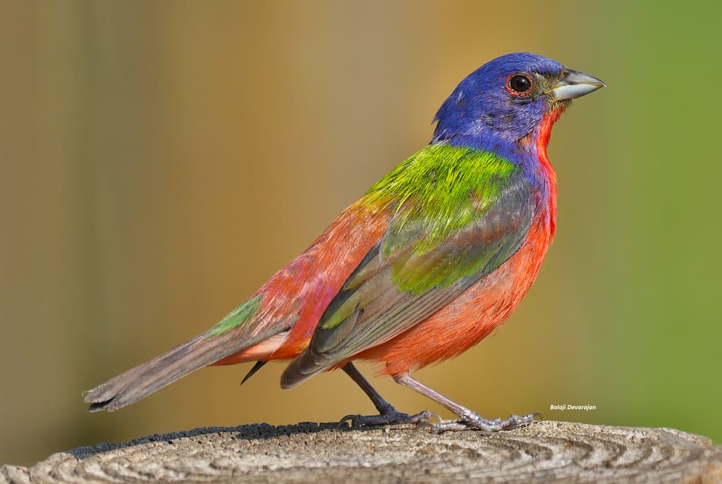 Painted Bunting