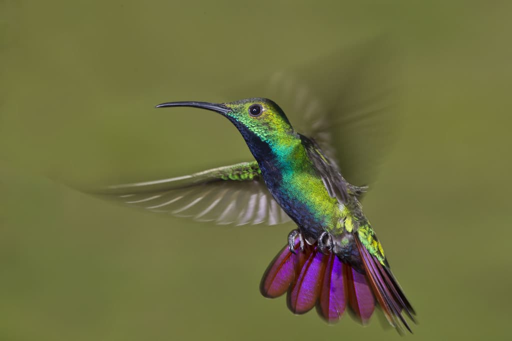 Green-breasted Mango