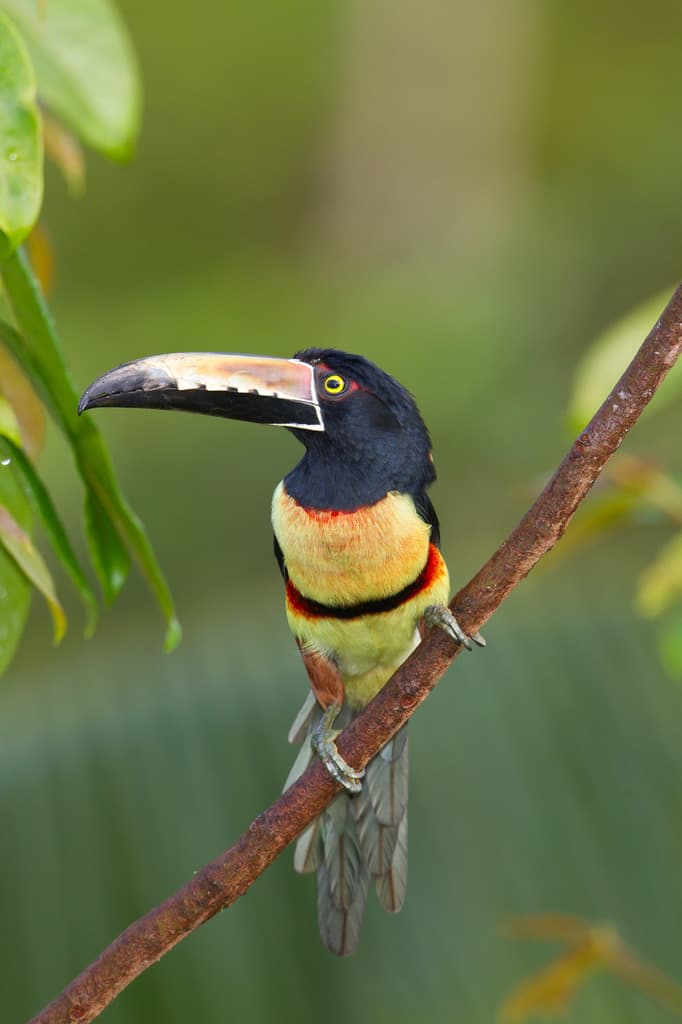 Collared Aracari