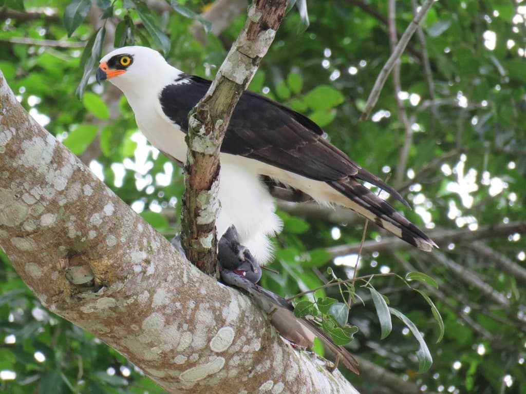 Black-and-white Hawk-Eagle