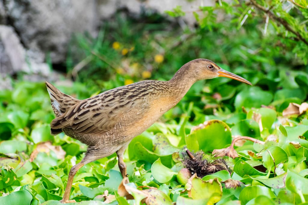 Aztec Rail