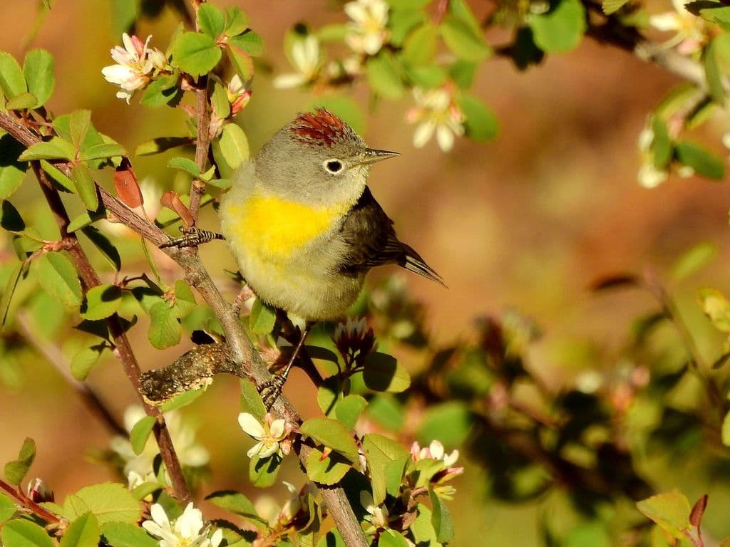 Virginia's Warbler