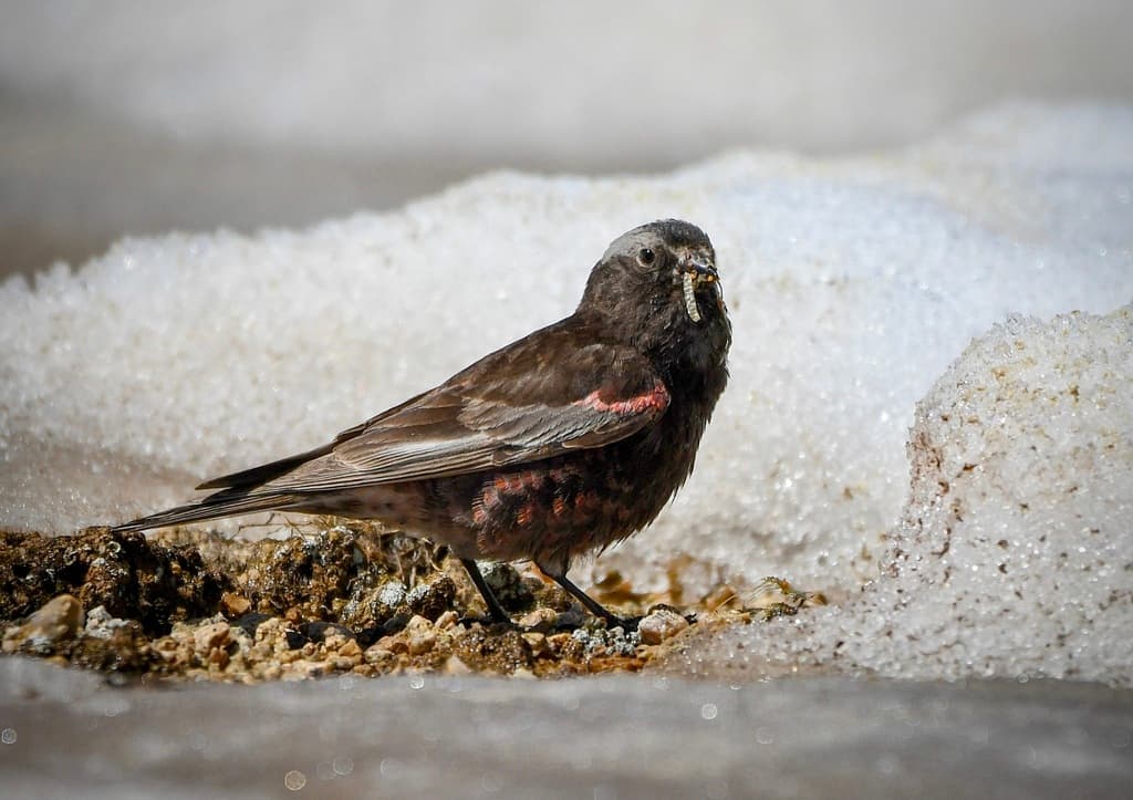 Black Rosy-Finch