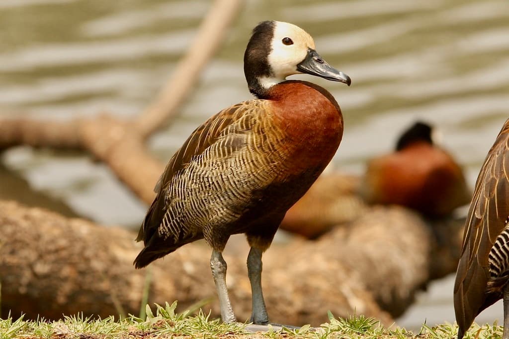 White-faced Whistling-Duck