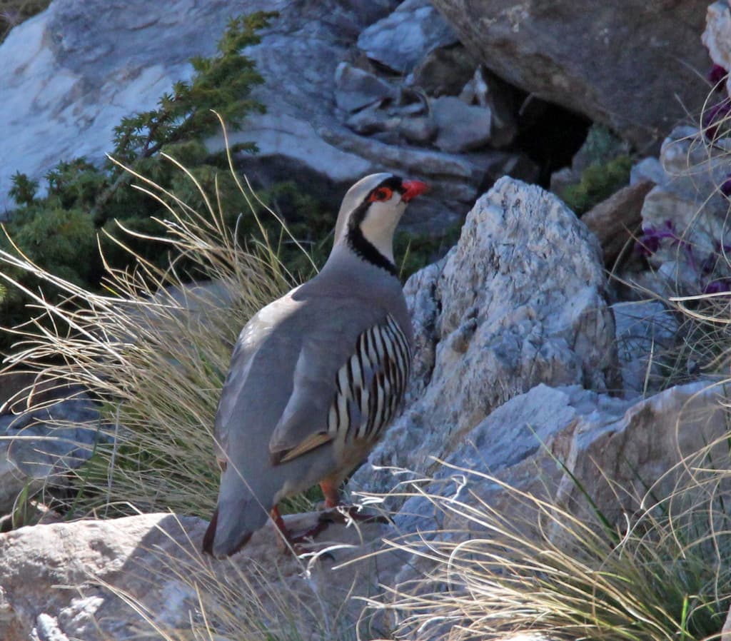 Rock Partridge