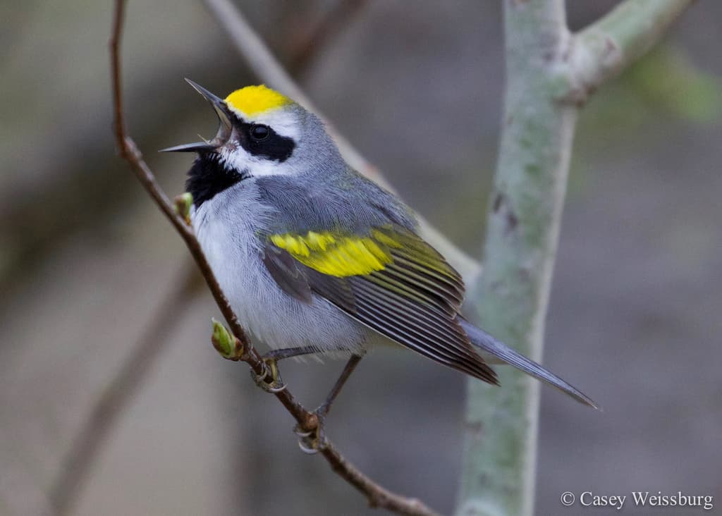Golden-winged Warbler