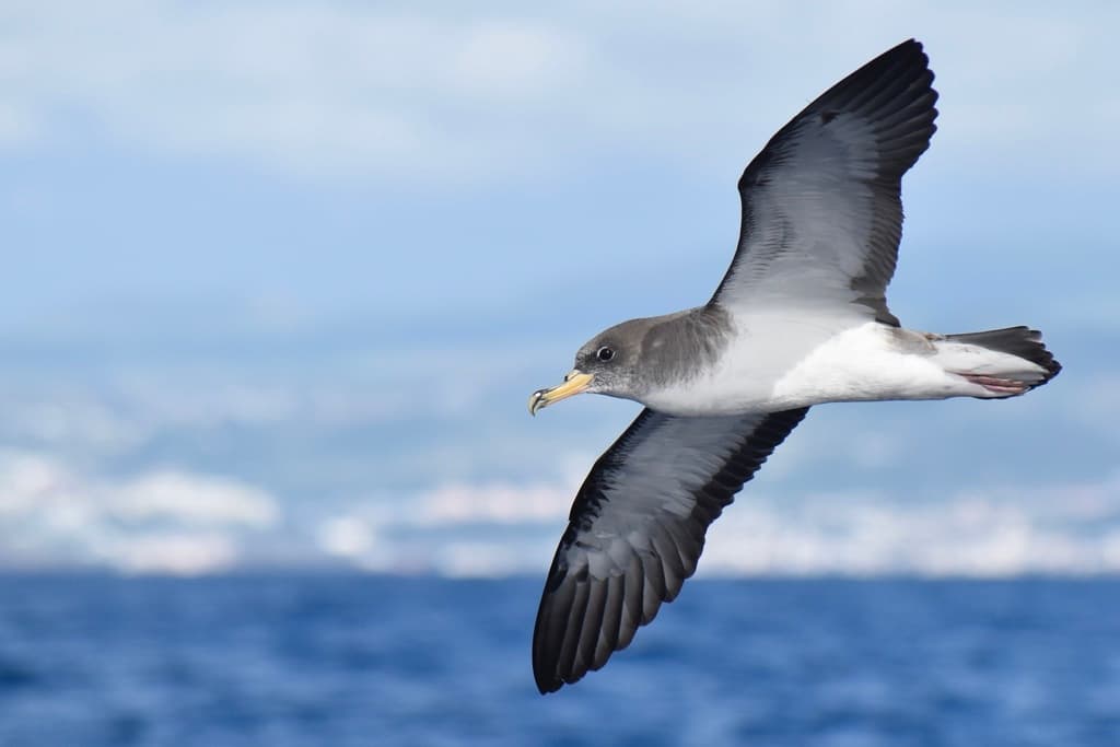 Cory's Shearwater