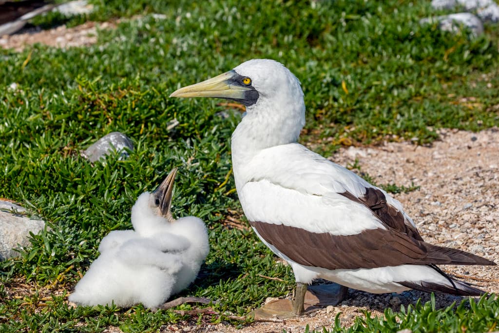 Masked Booby
