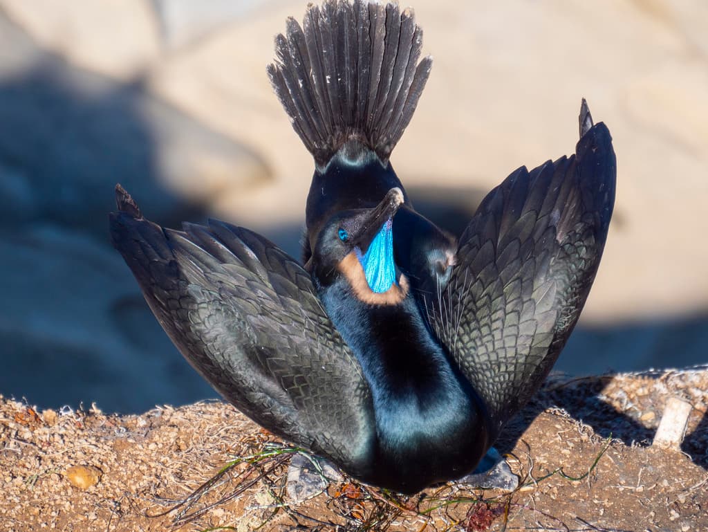 Brandt's Cormorant