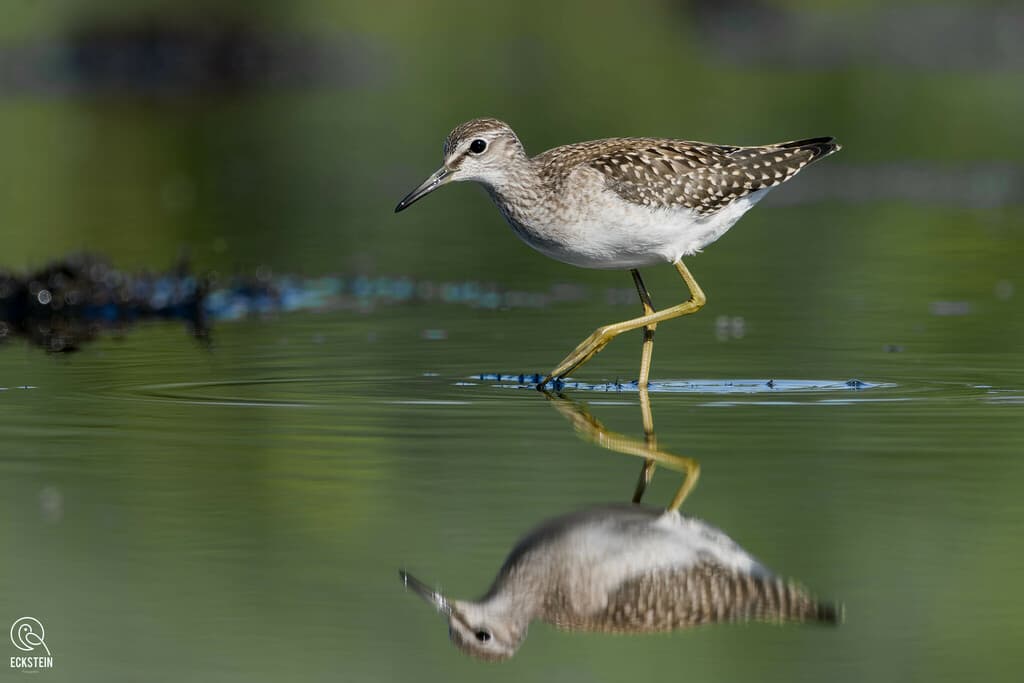 Wood Sandpiper