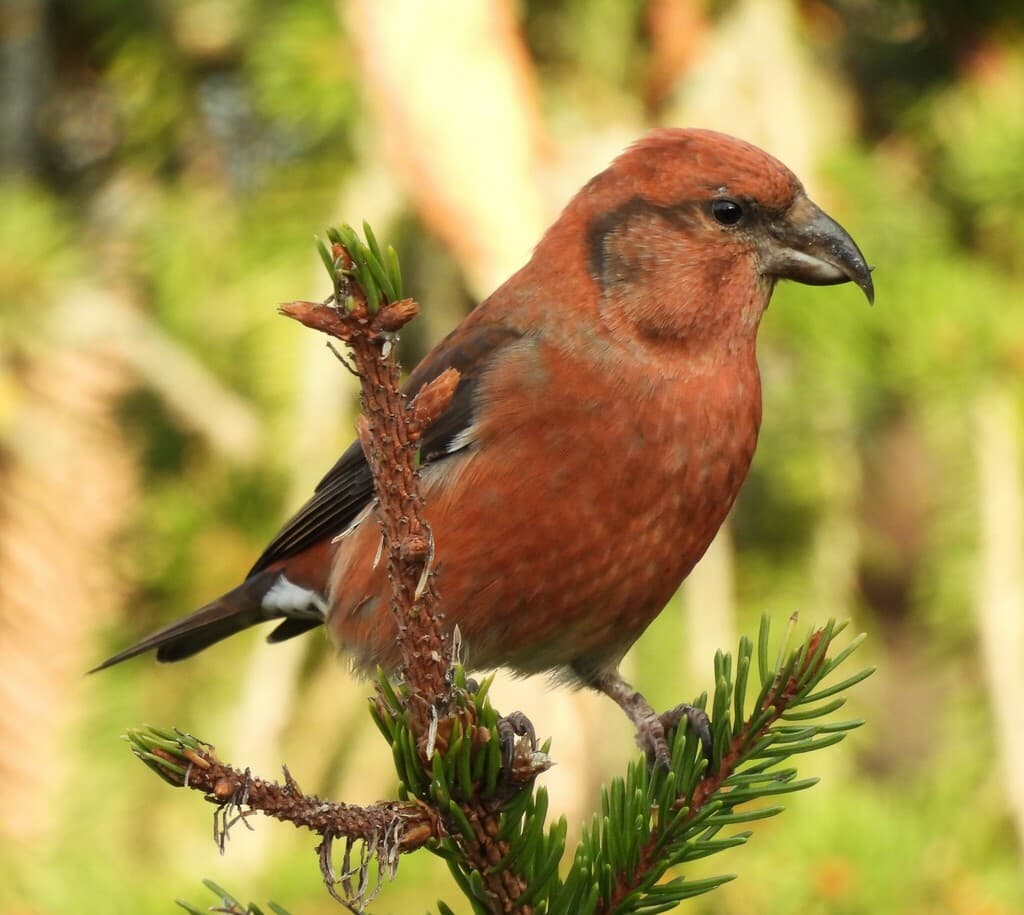 Red Crossbill