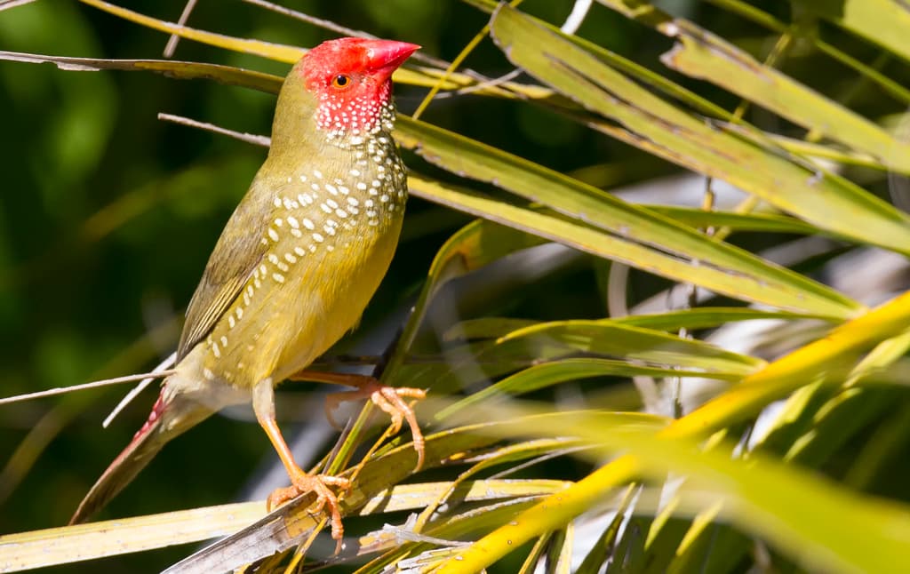 Star Finch