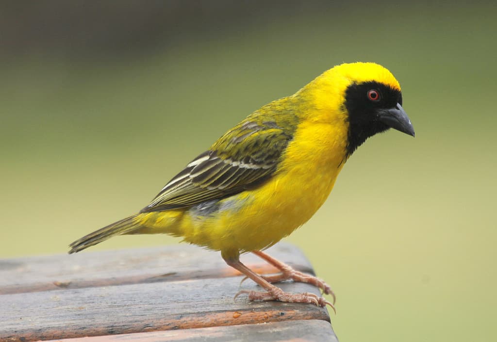 Southern Masked-Weaver