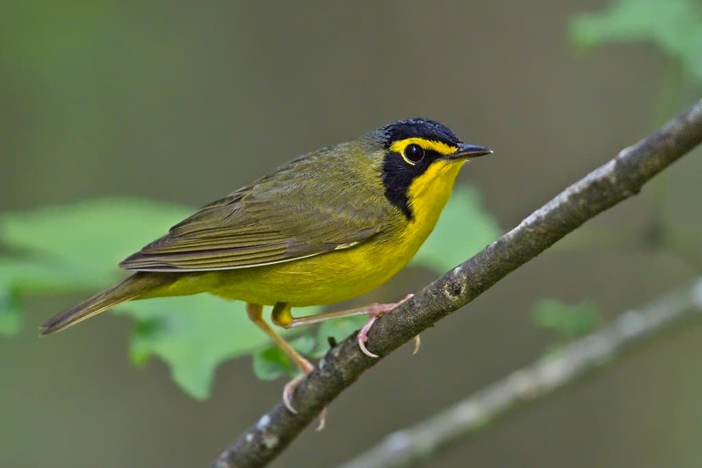 Kentucky Warbler