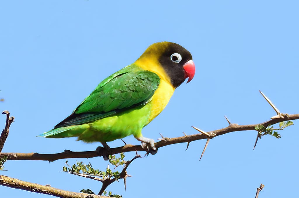 Yellow-collared Lovebird