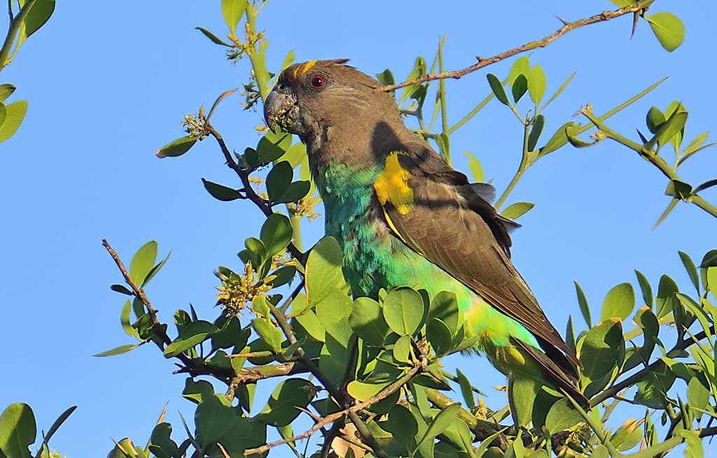 Meyer's Parrot