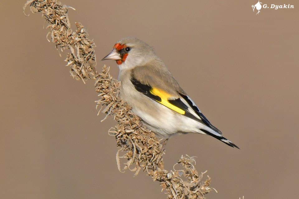 Gray-crowned Goldfinch