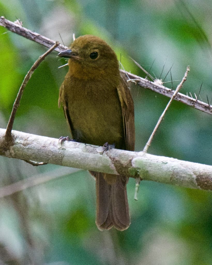 Northern Schiffornis