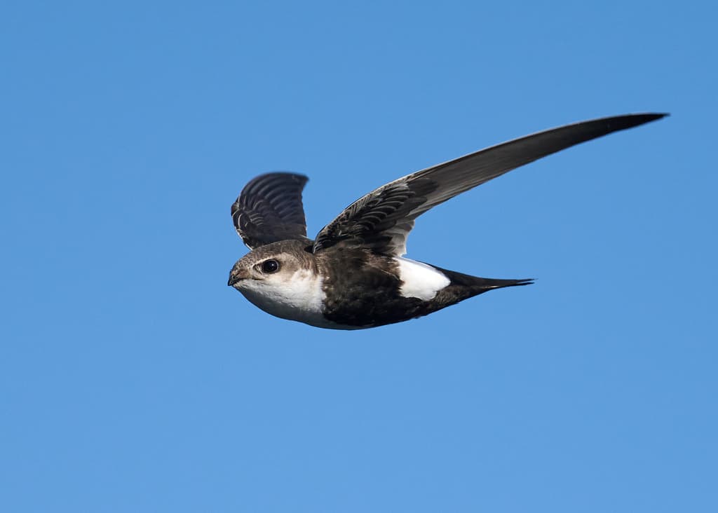 White-throated Swift