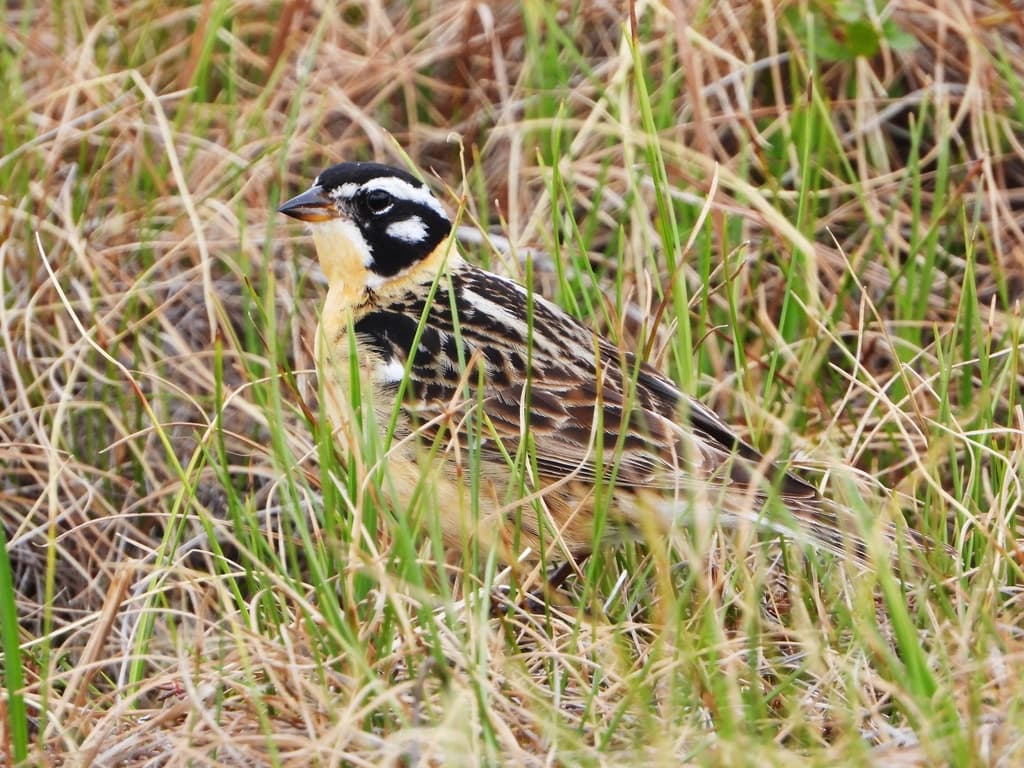 Smith's Longspur