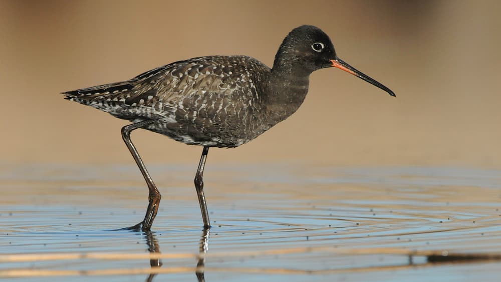 Spotted Redshank