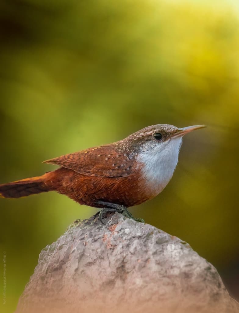 Canyon Wren