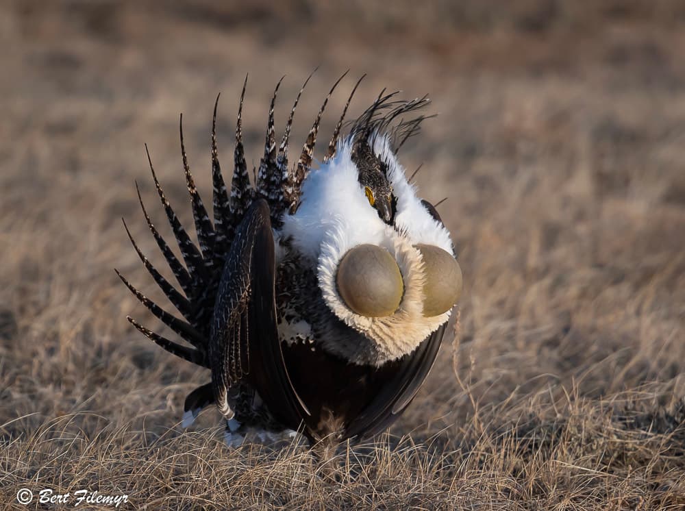 Greater Sage-Grouse