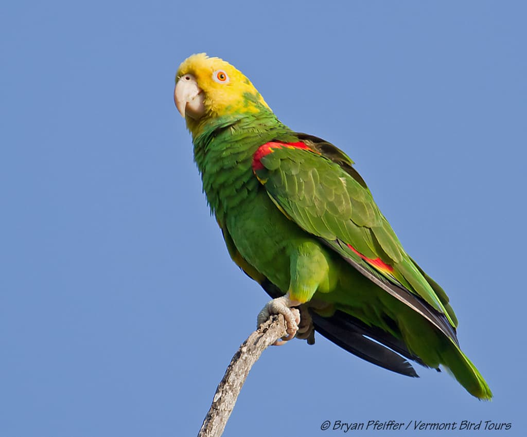 Yellow-headed Amazon