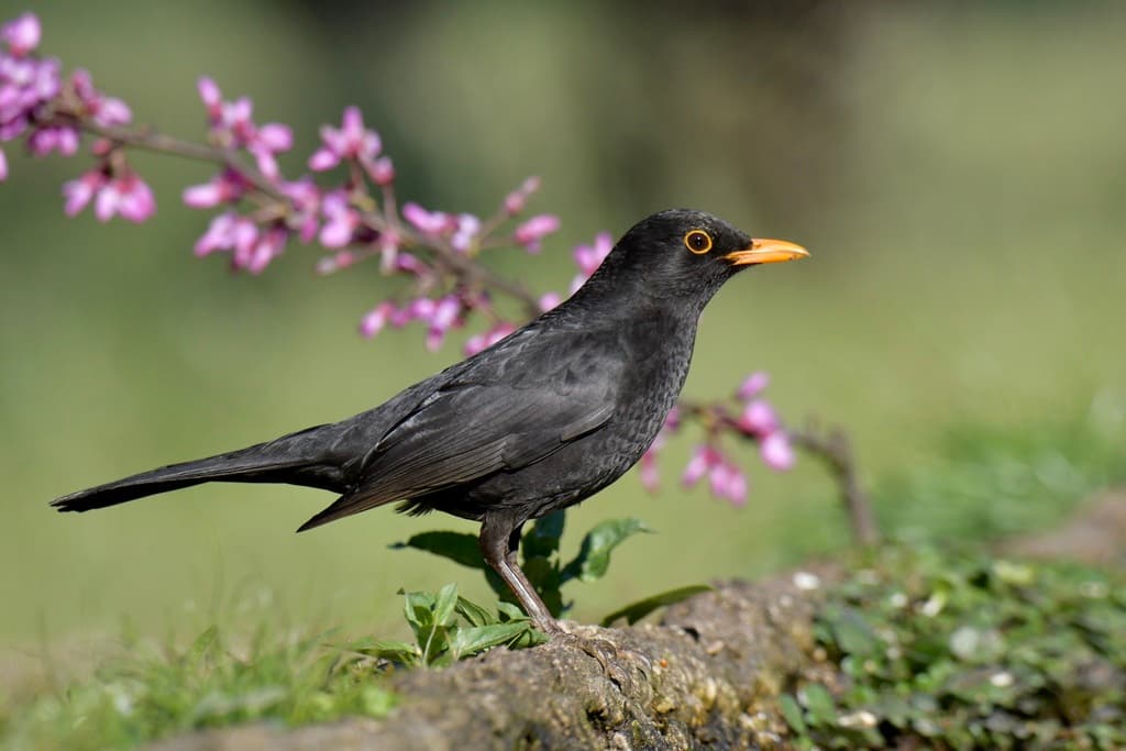 Eurasian Blackbird