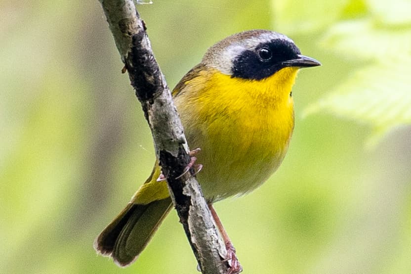 Common Yellowthroat