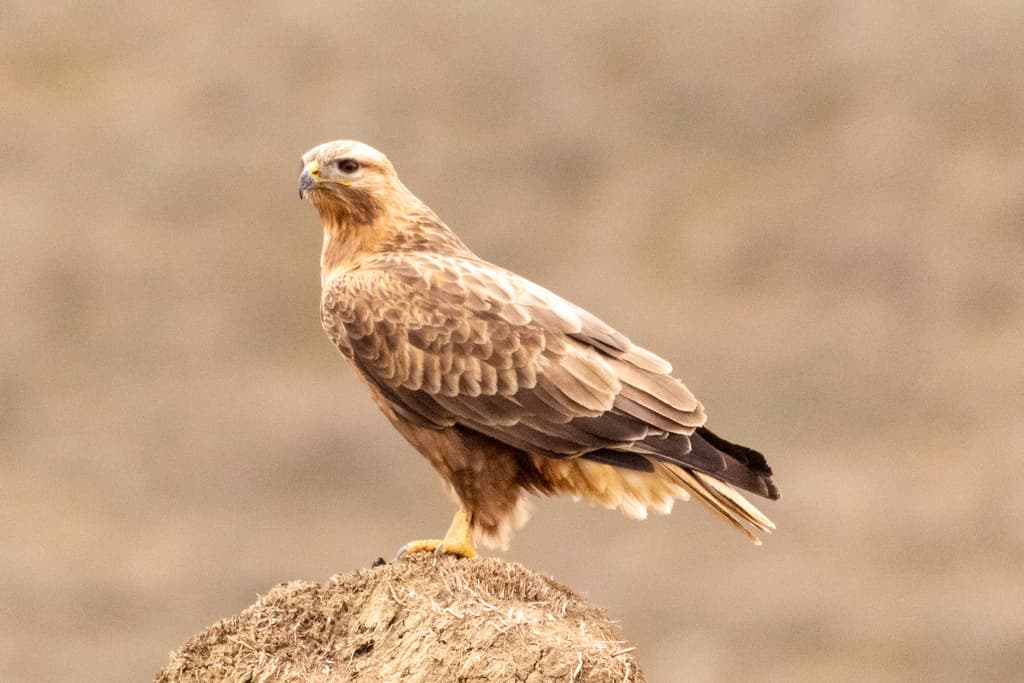 Long-legged Buzzard