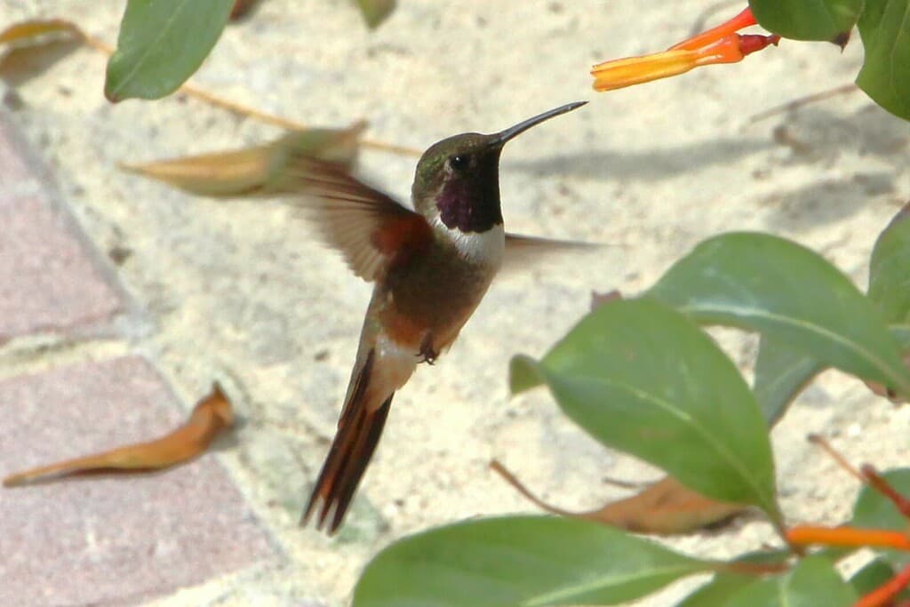 Bahama Woodstar