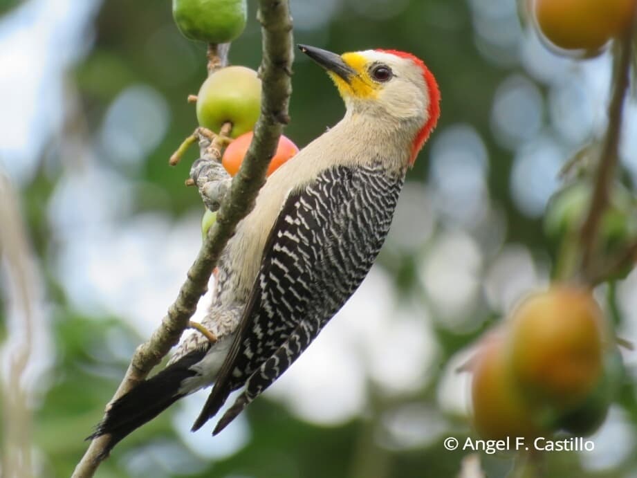 Yucatan Woodpecker