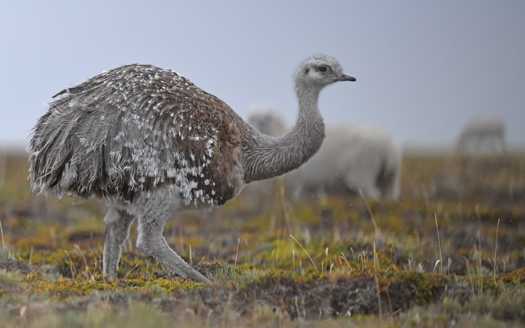 Lesser Rhea