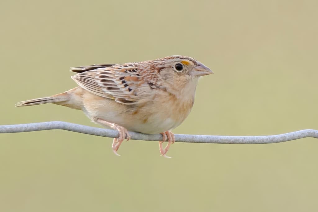 Grasshopper Sparrow
