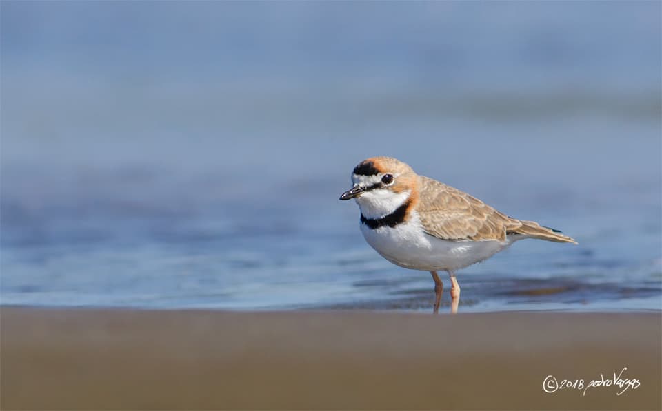 Collared Plover